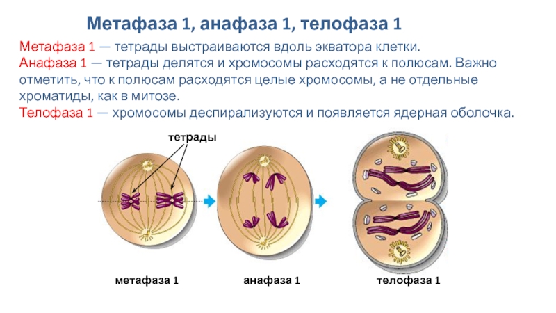 Мейоз анафаза 2 набор хромосом. Метафаза 1. Метафаза анафаза 1. Тетрада мейоз. Тетрады хромосом.