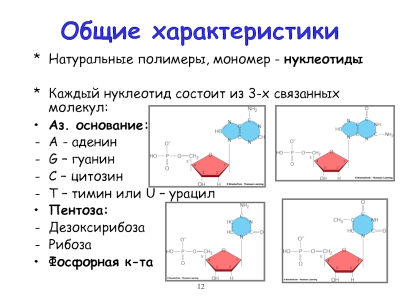 На рисунке изображен нуклеотид являющийся мономером клеточного полимера назовите часть нуклеотида 1