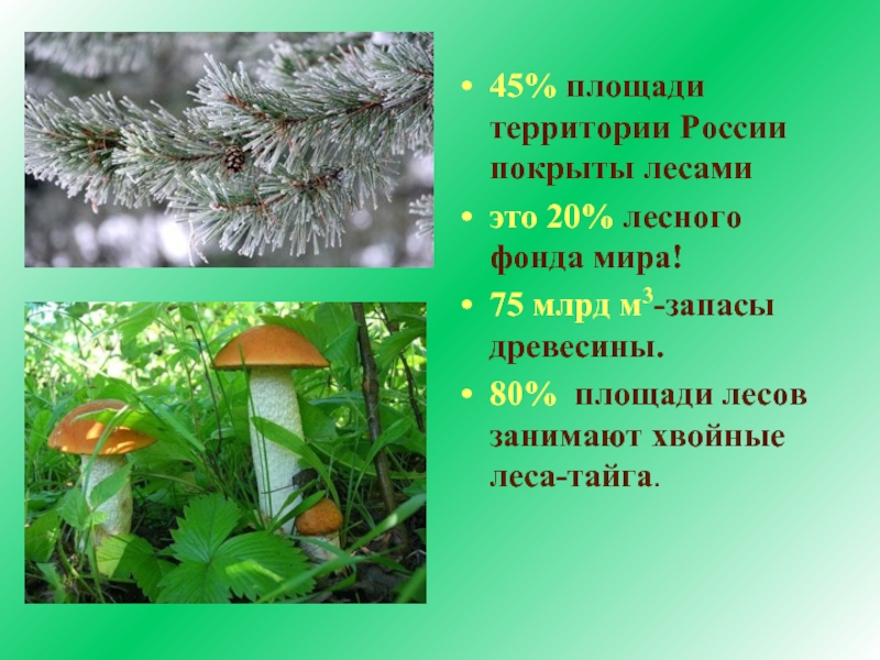 Площади россии покрыто лесами
