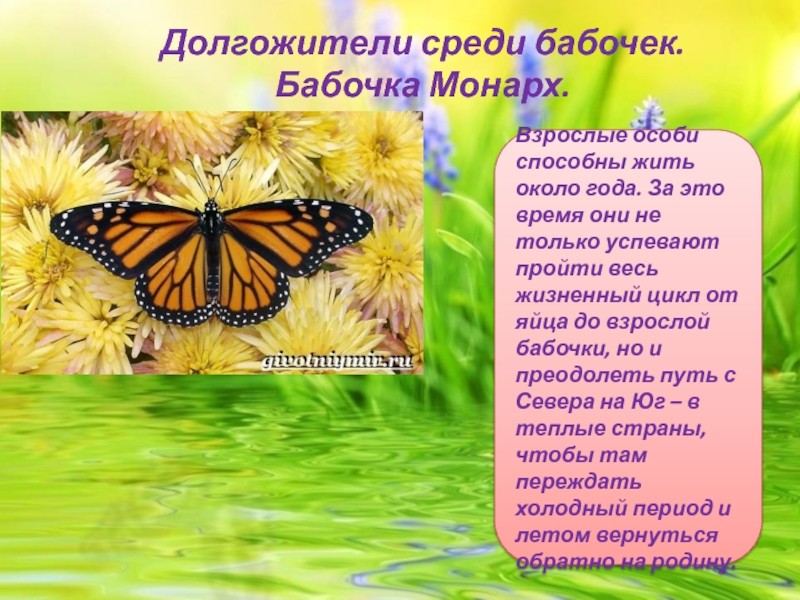 Сколько живут домашние бабочки. Бабочки долгожители. Бабочка долгожительница. Самая долгоживущая бабочка. Бабочка Монарх описание.