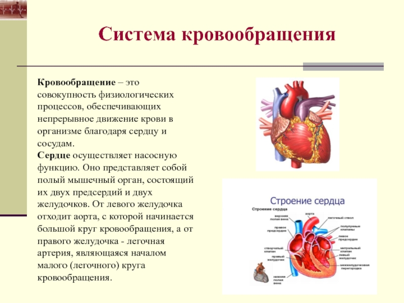 Непрерывное движение крови по организму. Система кровообращения. Составляющие системы кровообращения. Роль сердца в системе кровообращения. Строение и функции системы кровообращения.
