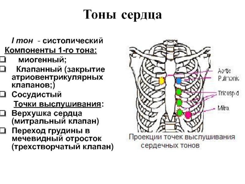 Тоны сердца. Аускультация сердца тоны таблица. Места выслушивания тонов сердца. Точки выслушивания тонов сердца.