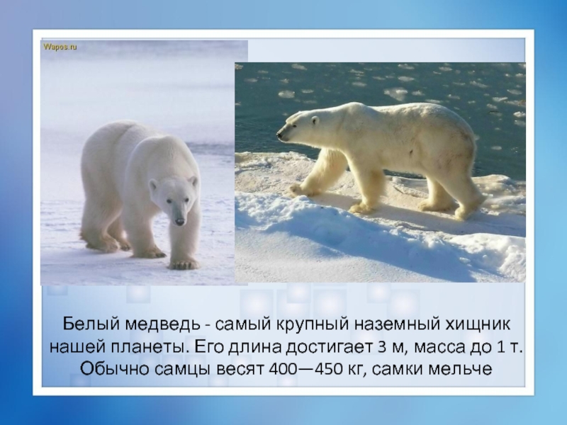 Белый медведь - самый крупный наземный хищник нашей планеты. Его длина достигает 3 м, масса до 1