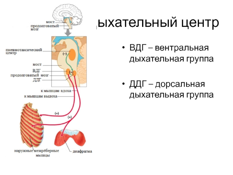 Центр выдоха находится в