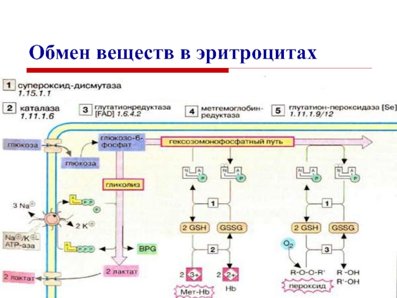 Процесс образования соединений. Схема метаболизма эритроцитов. Схема метаболических процессов в эритроците биохимия. Метаболизм эритроцитов биохимия схема. Особенности метаболизма эритроцитов схема.