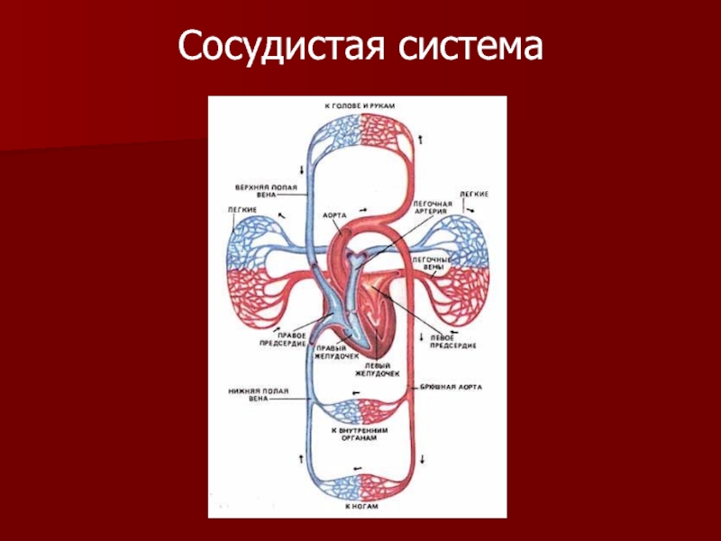 Диагностика сердечно сосудистой системы. Кровеносная система человека. Кровеносная система рыб. Сосудистая система и сосудистые бассейны. Образец модель дыхательной и кровеносной системы.