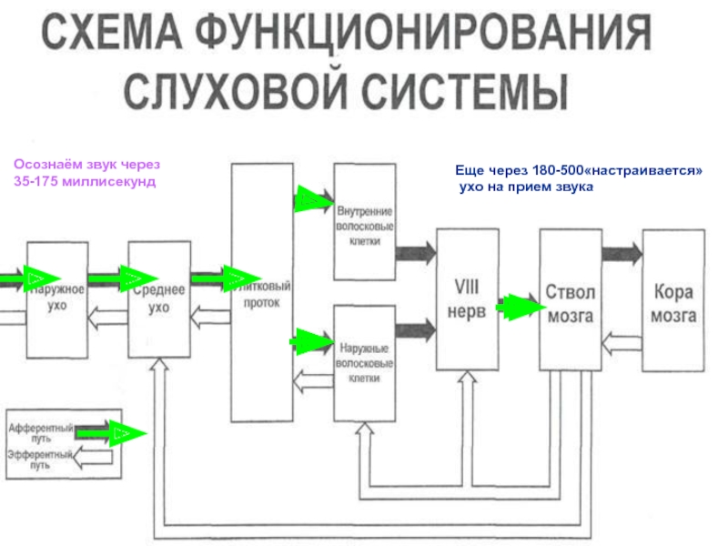 Звук прием. Система приема звука. Звуковой анализатор. Звуковые анализаторы на дорогах. Структурно функциональная схема звукового анализатора.