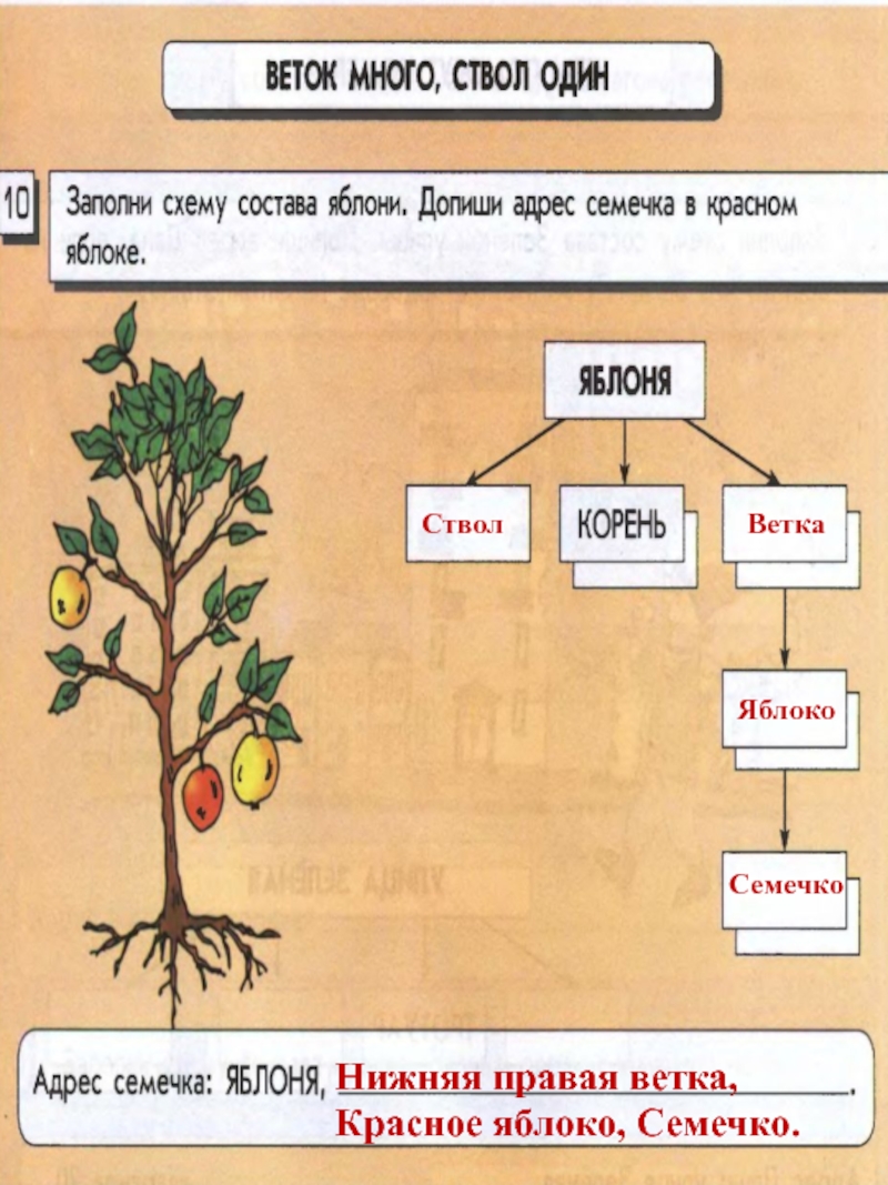 Схема состава. Схема состава дерева. Схема состава яблони. Заполни схему состава яблони. Массив объектов на схеме состава.