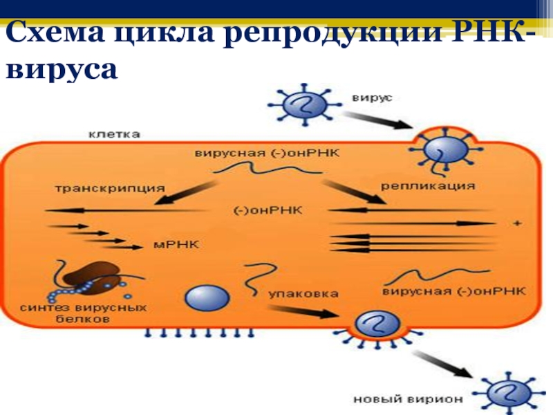 Схема репродукции вируса гриппа