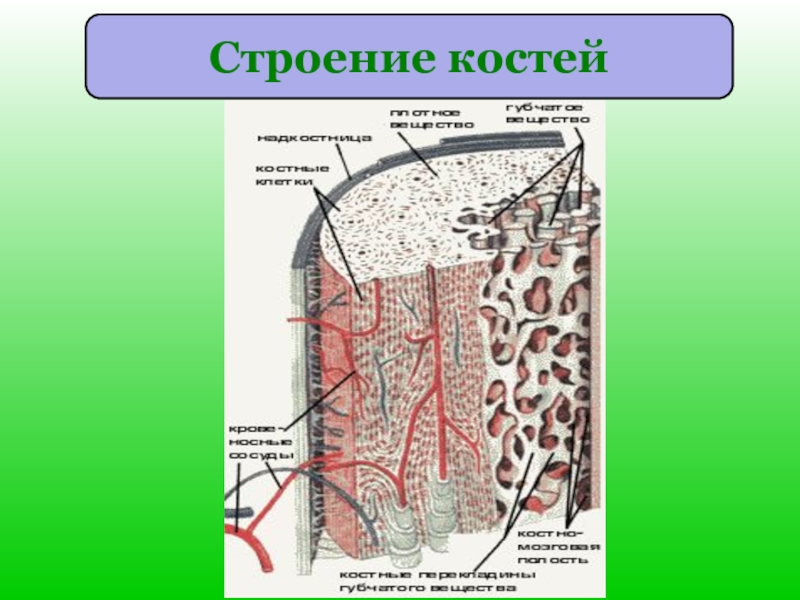 Строение кости. Строение костной системы. Состав и строение кости. Внутреннее строение кости.