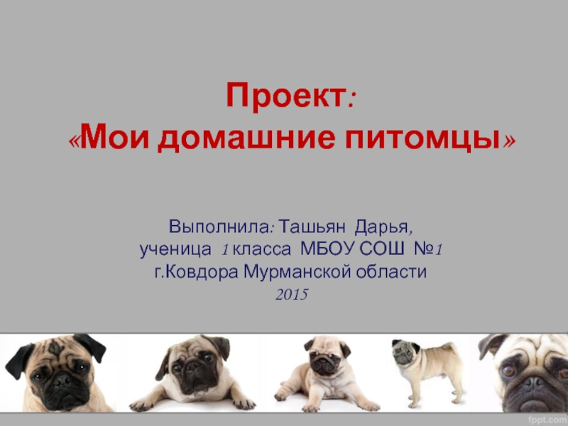 Презентация Проект «Мои домашние питомцы»
