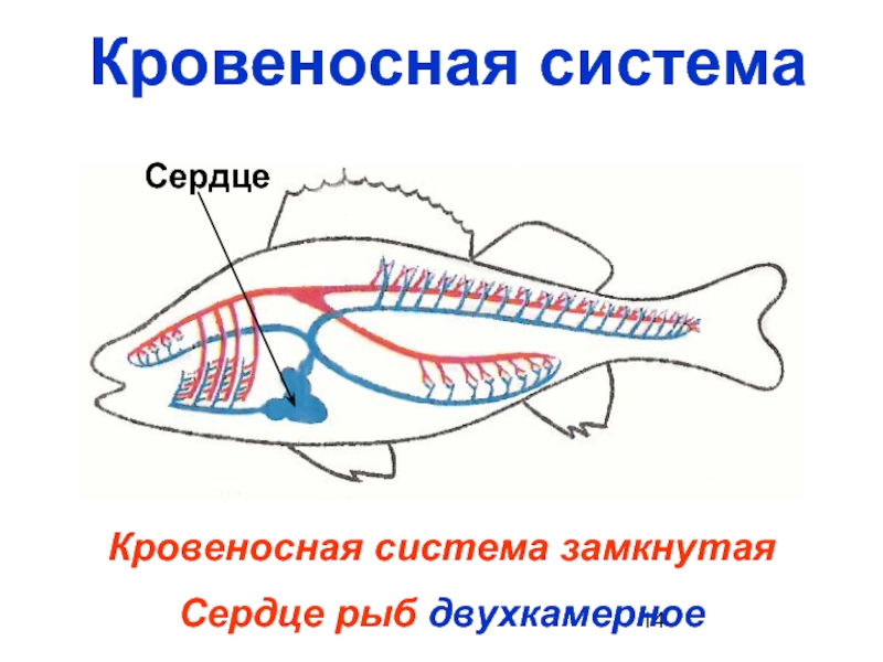У рыб 1 круг кровообращения. Кровеносная система рыб. Кровеносная система раб. Строение кровеносной системы рыб. Строение сердца рыбы.