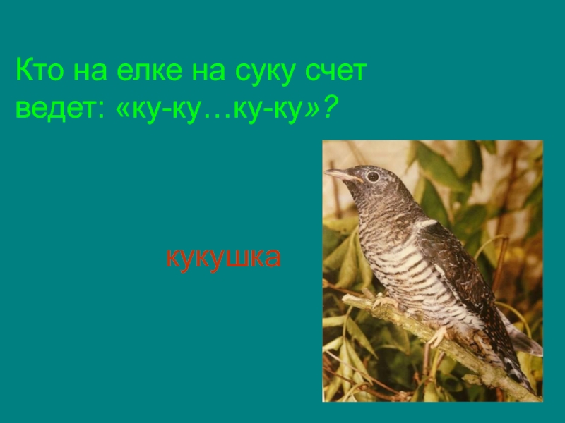 кукушка Кто на елке на суку счет ведет: «ку-ку…ку-ку»?