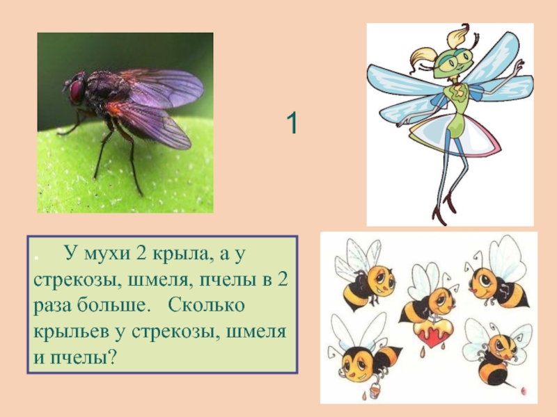 Учить муху. Сколько крыльев у мухи. Муха Стрекоза. Количество крыльев у мухи. Стрекоза и Шмель.