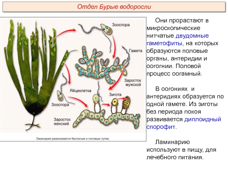 Водоросли низшие растения презентация