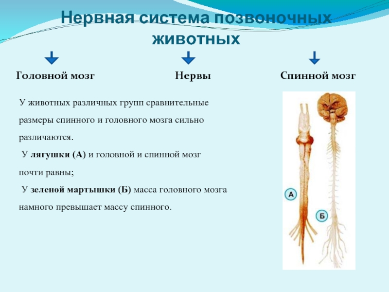 Отделы нервной системы позвоночного животного. Нервная система животных отделы головной и спинной мозг. Спинной мозг у позвоночных животных. Головной и спинной мозг позвоночных. Сложства спинного и головного мозга.