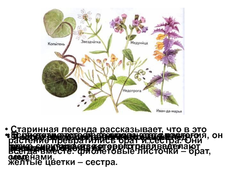 У этого растения цветки похожи. Листья растения похожи на след лошадиного копыта. Листья этого растения похожи на след лошадиного копыта. Лист какого растения похож на копыто.