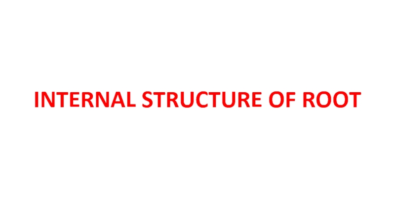 Презентация INTERNAL STRUCTURE OF ROOT