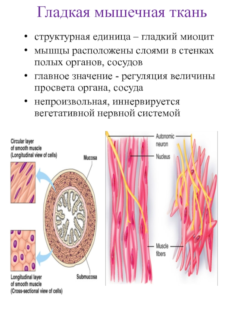 Работа гладких мышц. Мышечная ткань гладкая мышечная ткань. Гладкая мышечная ткань миоцит. Гладкое мышачное ткань. Глдака я мышечна я ткань.