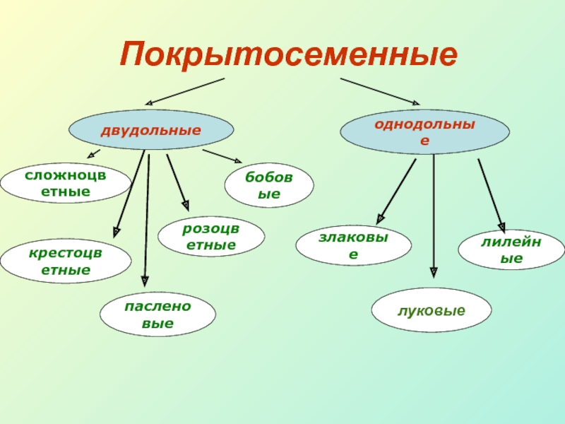 Роль покрытосеменных растений в природе и жизни человека презентация