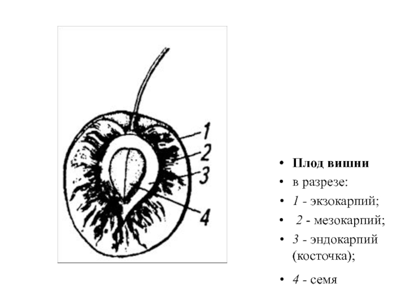 Каким номером на рисунке обозначен плод яблоко