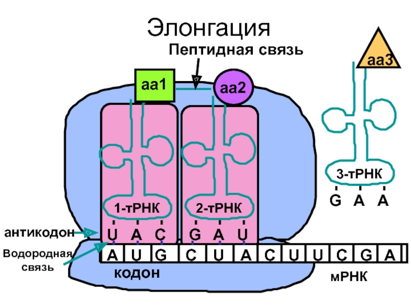 Синтез белка презентация 10 класс биология