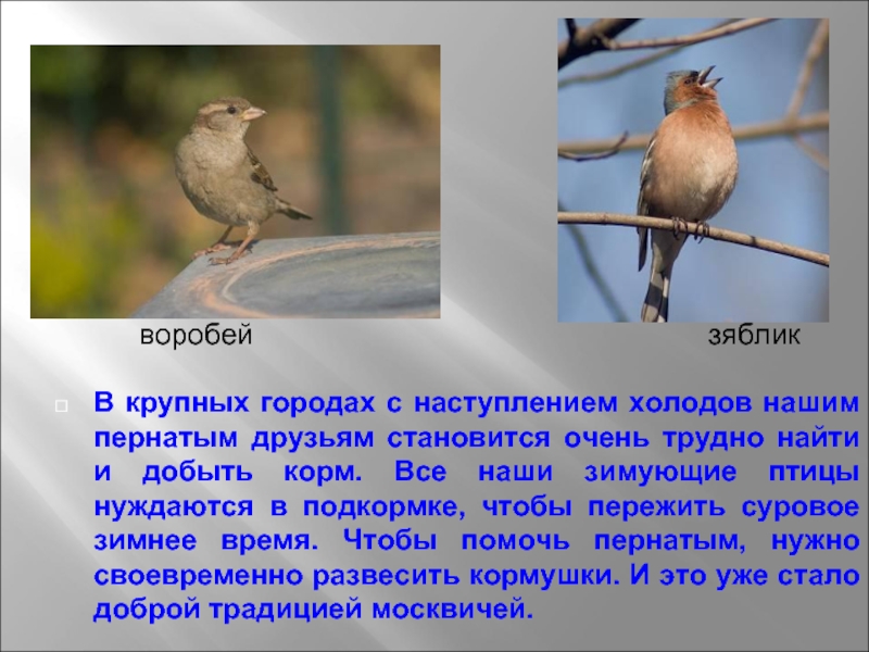 Птицы ярославской области фото с названиями зимующие
