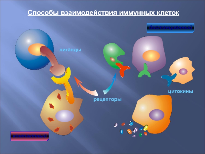 Взаимодействие иммунных клеток. Взаимодействие клеток. Клетки иммунной системы. Vzaimodeistvije kletok. Взаимодействие между клетками. Иммунной системы.