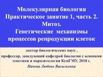 Молекулярная биология Практическое занятие 1, часть 2. Митоз. Генетические