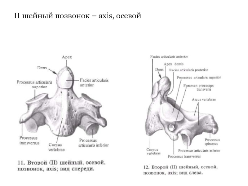 2 шейный позвонок анатомия рисунок
