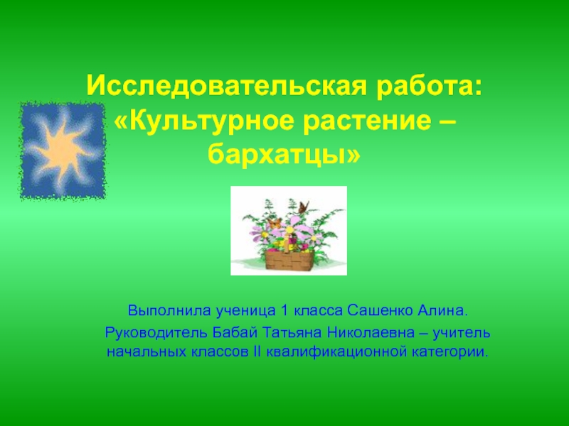 Исследовательская работа «Культурное растение - бархатцы»