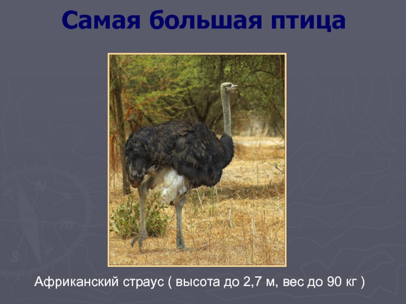 Самая большая птицаАфриканский страус ( высота до 2,7 м, вес до 90 кг )