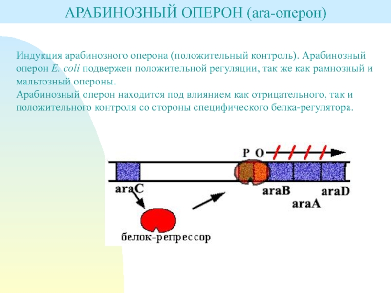 Схема строения оперона