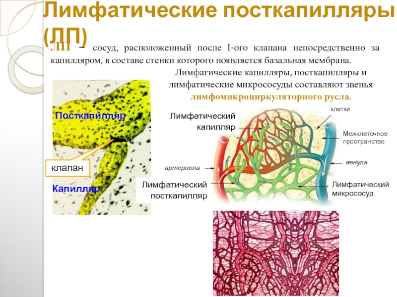 Лимфатический сосуд схема