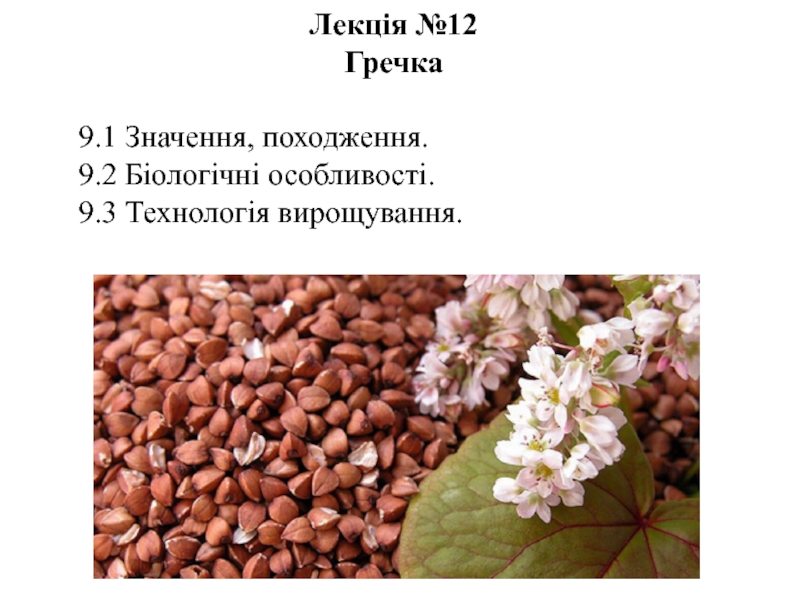 Лекція № 12
Гречка
9.1 Значення, походження.
9.2 Біологічні особливості.
9.3