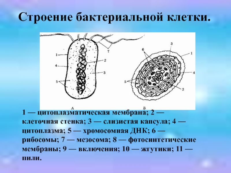 Цитоплазма бактериальной клетки. Строение бактериальной мембраны. Строение оболочки бактериальной клетки. Строение бактериальной клетки. Клеточные мембраны.. Функции мембраны бактериальной клетки.