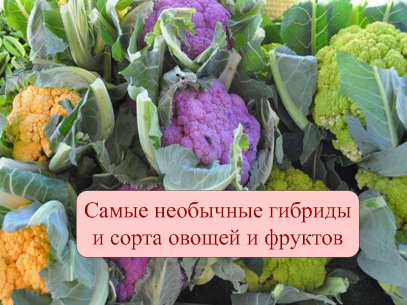 Самые необычные сорта овощей и фруктов
