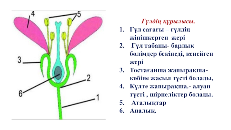 Тозаңдану түрлері. Гүл құрылысы презентация. Гүлдің құрылысы презентация. Өсімдік құрылысы презентация. Өсімдіктердің көбеюі тех карта балабақшада.