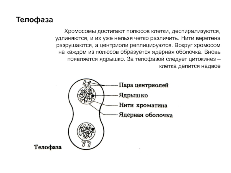 ТелофазаХромосомы достигают полюсов клетки, деспирализуются, удлиняются, и их уже нельзя четко различить. Нити веретена разрушаются, а центриоли