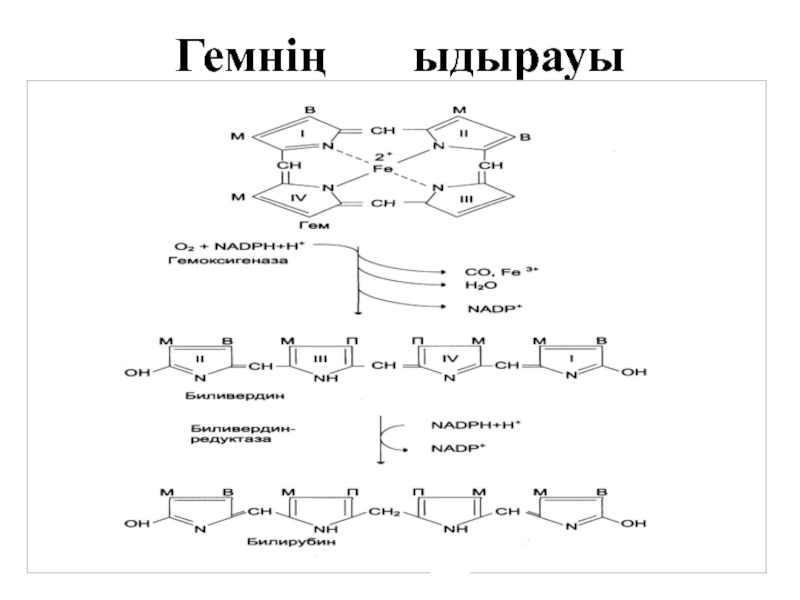 Белоктардың алмасуы презентация