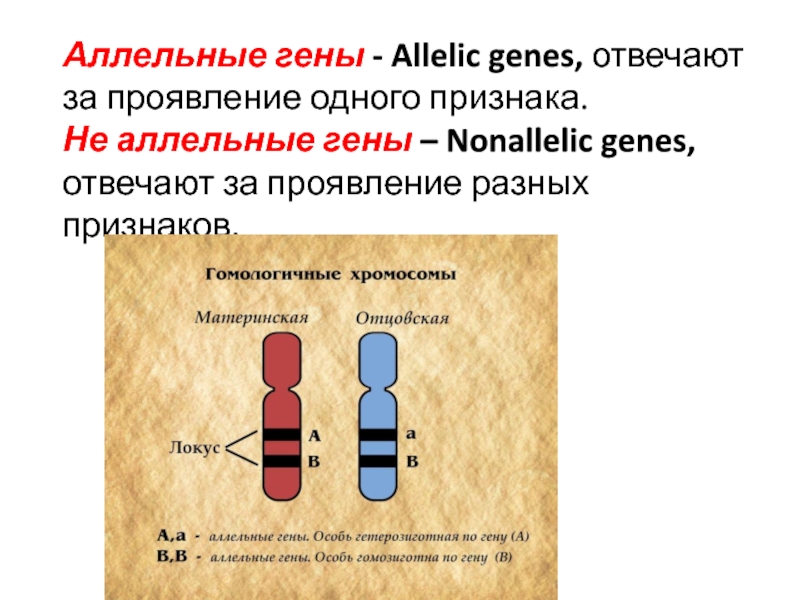 Хромосомы гены аллели. Аллель и аллельные гены.