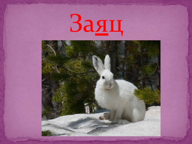 Лексическое слово заяц. Заяц. Слово заяц. Словарное слово заяц. Заяц фото.