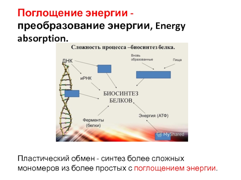 Перед вами схематическое изображение двухкомпонентной биологической системы лишайника