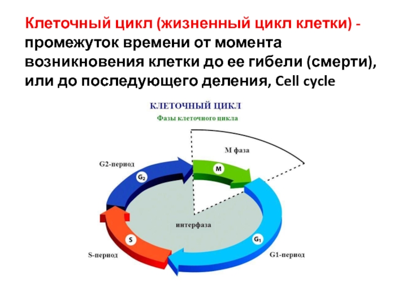 Нарисуйте схему клеточного цикла