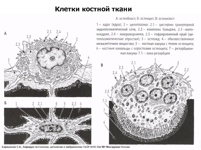 Презентация костная ткань гистология