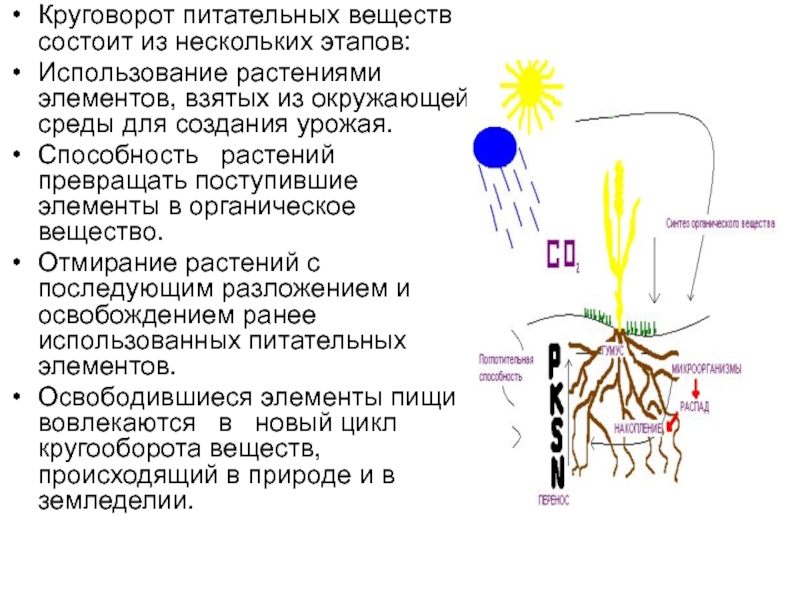 Питательная состоит из. Круговорот питательных веществ между растением и окружающей средой.. Круговорот питательных веществ в водной среде. Биогенный круговорот веществ. Круговорот веществ питательные вещества.