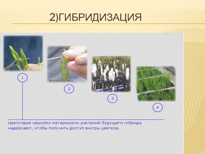 Селекция растений 10 класс презентация