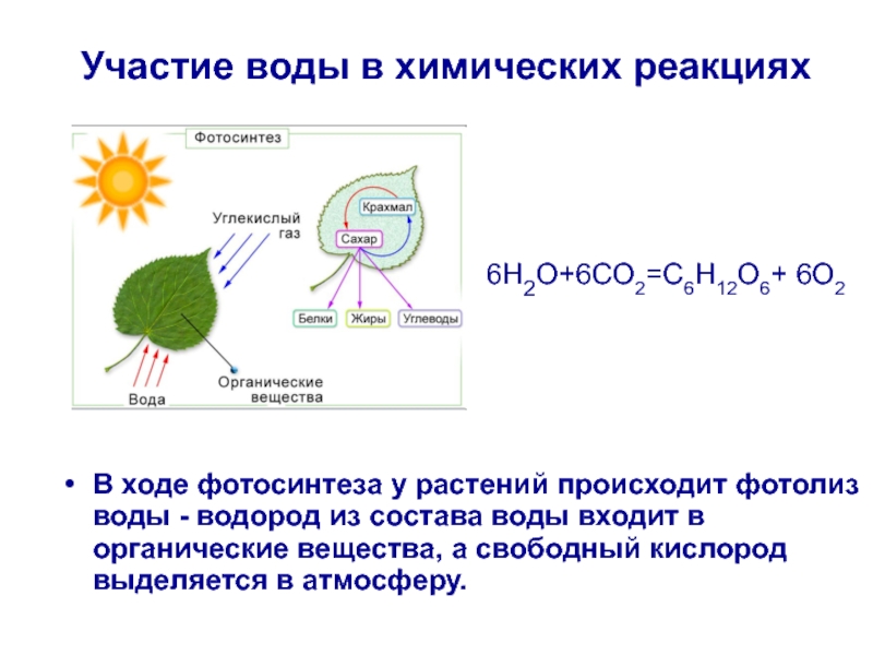 Во время фотосинтеза растения поглощают воду. Роль фотосинтеза схема. Фотосинтез растений выделение кислорода схема. Химические реакции процесса фотосинтеза. Выделение свободного кислорода фотосинтез.