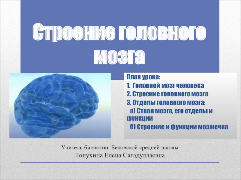 Строение головного мозга