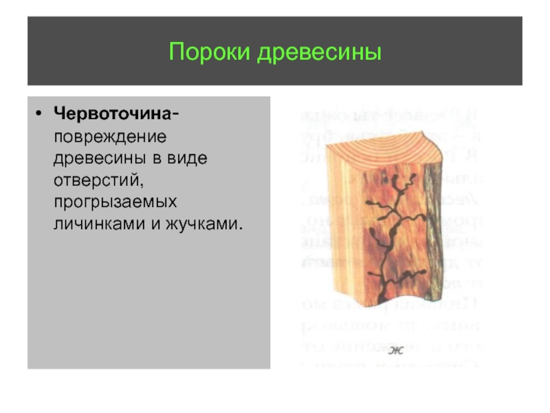 Пороки древесины презентация